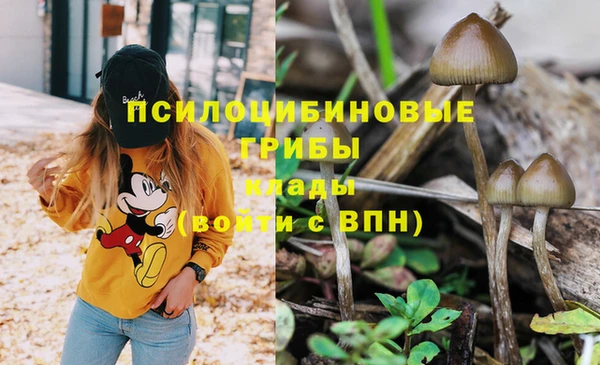 прущие грибы Няндома